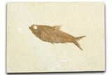 Detailed Fossil Fish (Knightia) - Wyoming #357554-1